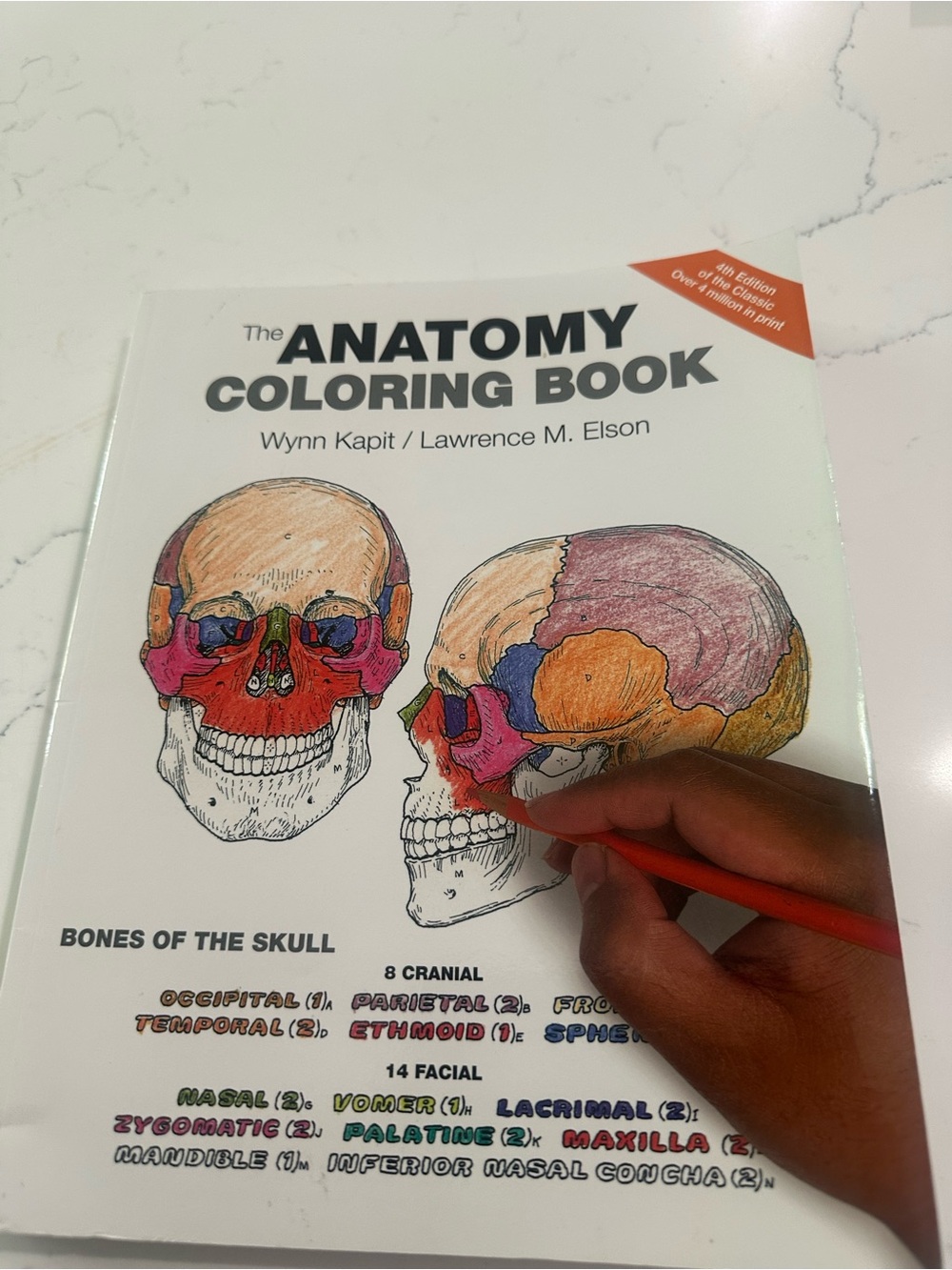 Pearson Anatomy Coloring Book – White and Red Cover